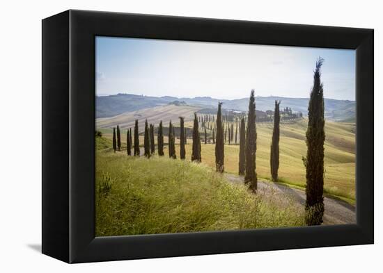 The road curves in the green hills surrounded by cypresses, Crete Senesi (Senese Clays), Province o-Roberto Moiola-Framed Premier Image Canvas