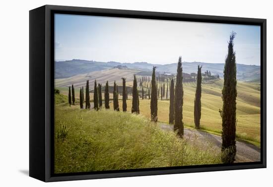 The road curves in the green hills surrounded by cypresses, Crete Senesi (Senese Clays), Province o-Roberto Moiola-Framed Premier Image Canvas