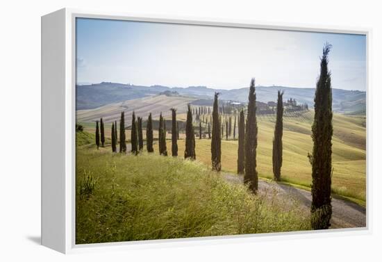 The road curves in the green hills surrounded by cypresses, Crete Senesi (Senese Clays), Province o-Roberto Moiola-Framed Premier Image Canvas