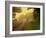 The Road Not Taken-Doug Chinnery-Framed Photographic Print