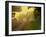 The Road Not Taken-Doug Chinnery-Framed Photographic Print