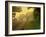 The Road Not Taken-Doug Chinnery-Framed Photographic Print