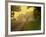 The Road Not Taken-Doug Chinnery-Framed Photographic Print