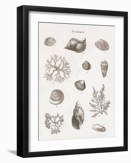 The Rockpool - Calm-The Vintage Collection-Framed Giclee Print