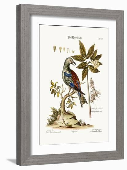 The Roller, 1749-73-George Edwards-Framed Giclee Print