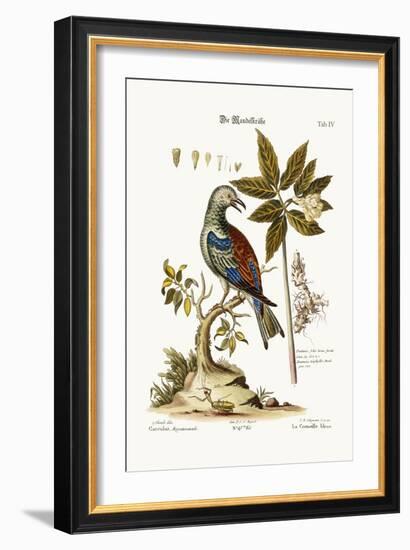 The Roller, 1749-73-George Edwards-Framed Giclee Print