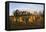 The Rollright Stones, a Bronze Age Stone Circle, Chipping Norton, Oxfordshire, Cotswolds, England-Stuart Black-Framed Premier Image Canvas