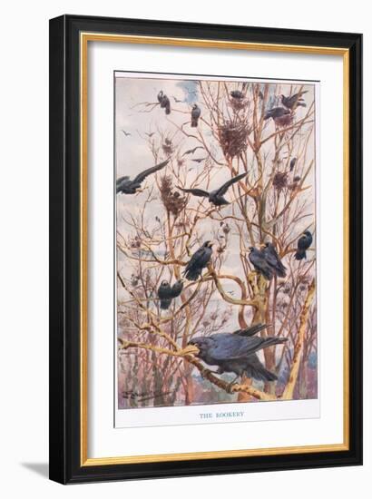 The Rookery, Illustration from 'Country Ways and Country Days'-Louis Fairfax Muckley-Framed Giclee Print