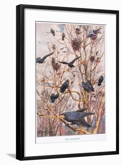 The Rookery, Illustration from 'Country Ways and Country Days'-Louis Fairfax Muckley-Framed Giclee Print