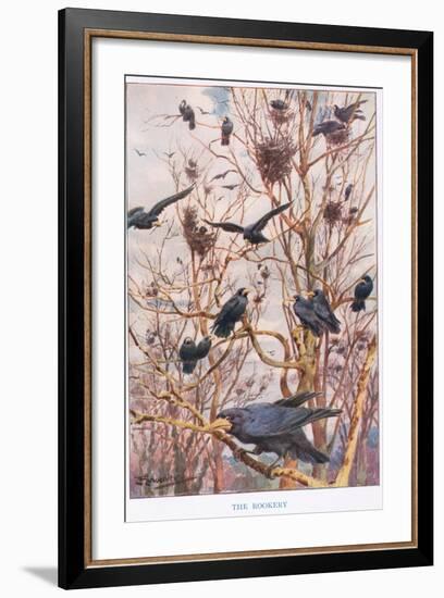 The Rookery, Illustration from 'Country Ways and Country Days'-Louis Fairfax Muckley-Framed Giclee Print