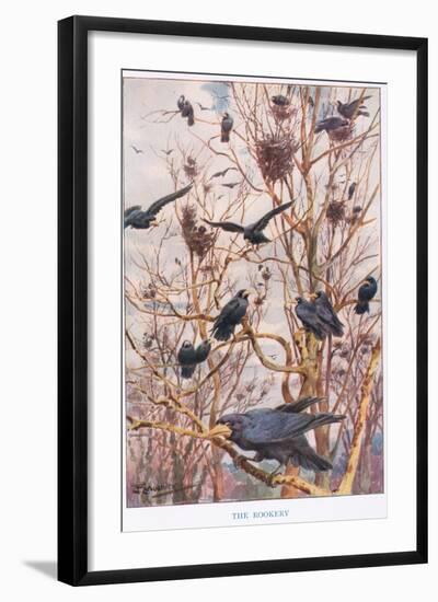 The Rookery, Illustration from 'Country Ways and Country Days'-Louis Fairfax Muckley-Framed Giclee Print