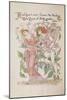 The Rose from 'Flora's Feast'-Walter Crane-Mounted Giclee Print