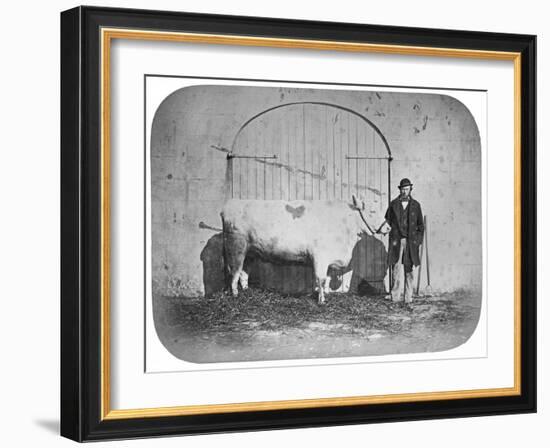 The Rose of the Suir', a Prize-Winning Bullock, Waterford, 1863-J. Pender-Framed Giclee Print