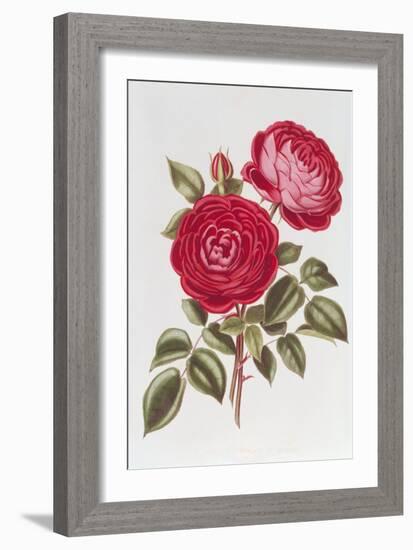 The Rose Perpetual Standard of Marengo-William Curtis-Framed Giclee Print
