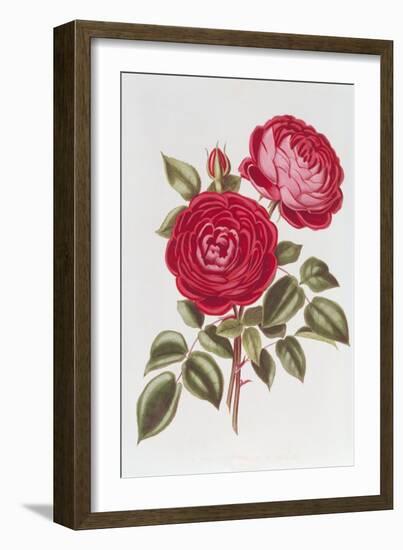 The Rose Perpetual Standard of Marengo-William Curtis-Framed Giclee Print