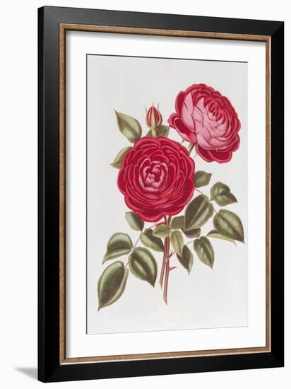 The Rose Perpetual Standard of Marengo-William Curtis-Framed Giclee Print