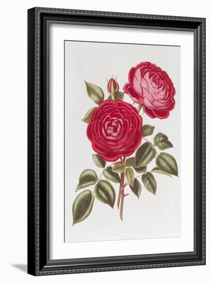 The Rose Perpetual Standard of Marengo-William Curtis-Framed Giclee Print