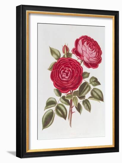 The Rose Perpetual Standard of Marengo-William Curtis-Framed Giclee Print