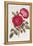 The Rose Perpetual Standard of Marengo-William Curtis-Framed Premier Image Canvas