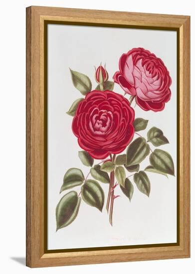 The Rose Perpetual Standard of Marengo-William Curtis-Framed Premier Image Canvas