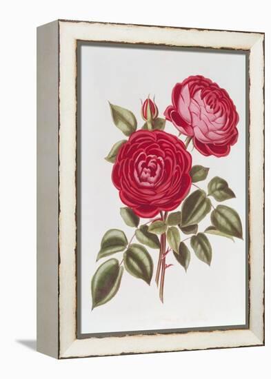 The Rose Perpetual Standard of Marengo-William Curtis-Framed Premier Image Canvas