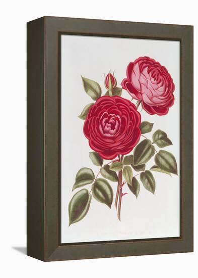 The Rose Perpetual Standard of Marengo-William Curtis-Framed Premier Image Canvas