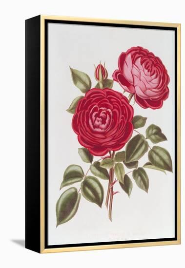 The Rose Perpetual Standard of Marengo-William Curtis-Framed Premier Image Canvas