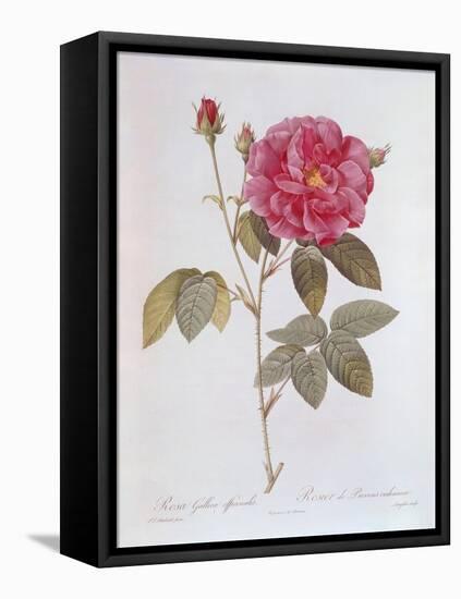 The Rose Rosa Gallica Officinalis-Pierre Joseph Redout?-Framed Premier Image Canvas