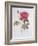 The Rose Rosa Gallica Officinalis-Pierre Joseph Redout?-Framed Giclee Print