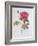 The Rose Rosa Gallica Officinalis-Pierre Joseph Redout?-Framed Giclee Print