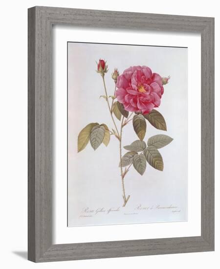 The Rose Rosa Gallica Officinalis-Pierre Joseph Redout?-Framed Giclee Print