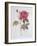 The Rose Rosa Gallica Officinalis-Pierre Joseph Redout?-Framed Giclee Print