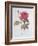 The Rose Rosa Gallica Officinalis-Pierre Joseph Redout?-Framed Giclee Print