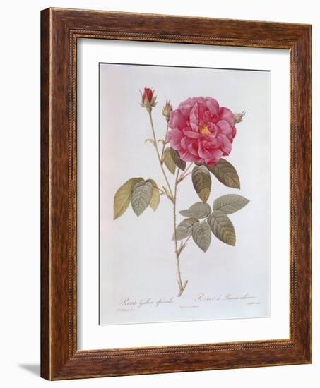 The Rose Rosa Gallica Officinalis-Pierre Joseph Redout?-Framed Giclee Print