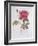 The Rose Rosa Gallica Officinalis-Pierre Joseph Redout?-Framed Giclee Print