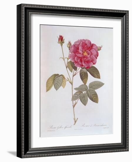 The Rose Rosa Gallica Officinalis-Pierre Joseph Redout?-Framed Giclee Print