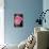 The Rose-Gordon Semmens-Photographic Print displayed on a wall