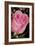 The Rose-Gordon Semmens-Framed Photographic Print