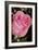 The Rose-Gordon Semmens-Framed Photographic Print