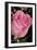 The Rose-Gordon Semmens-Framed Photographic Print