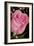 The Rose-Gordon Semmens-Framed Photographic Print