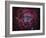 The Rosette Nebula-Stocktrek Images-Framed Photographic Print