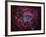 The Rosette Nebula-Stocktrek Images-Framed Photographic Print