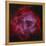 The Rosette Nebula-null-Framed Premier Image Canvas