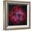 The Rosette Nebula-null-Framed Photographic Print