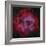 The Rosette Nebula-null-Framed Photographic Print