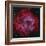 The Rosette Nebula-null-Framed Photographic Print