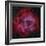 The Rosette Nebula-null-Framed Photographic Print