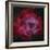 The Rosette Nebula-null-Framed Photographic Print