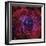 The Rosette Nebula-Stocktrek Images-Framed Photographic Print